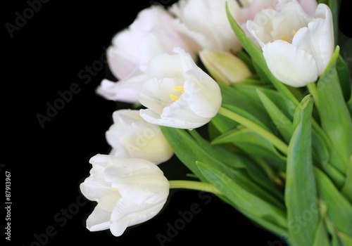 white tulip © alexzeer