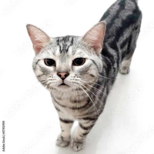 American shorthair cat was smelling the cat food