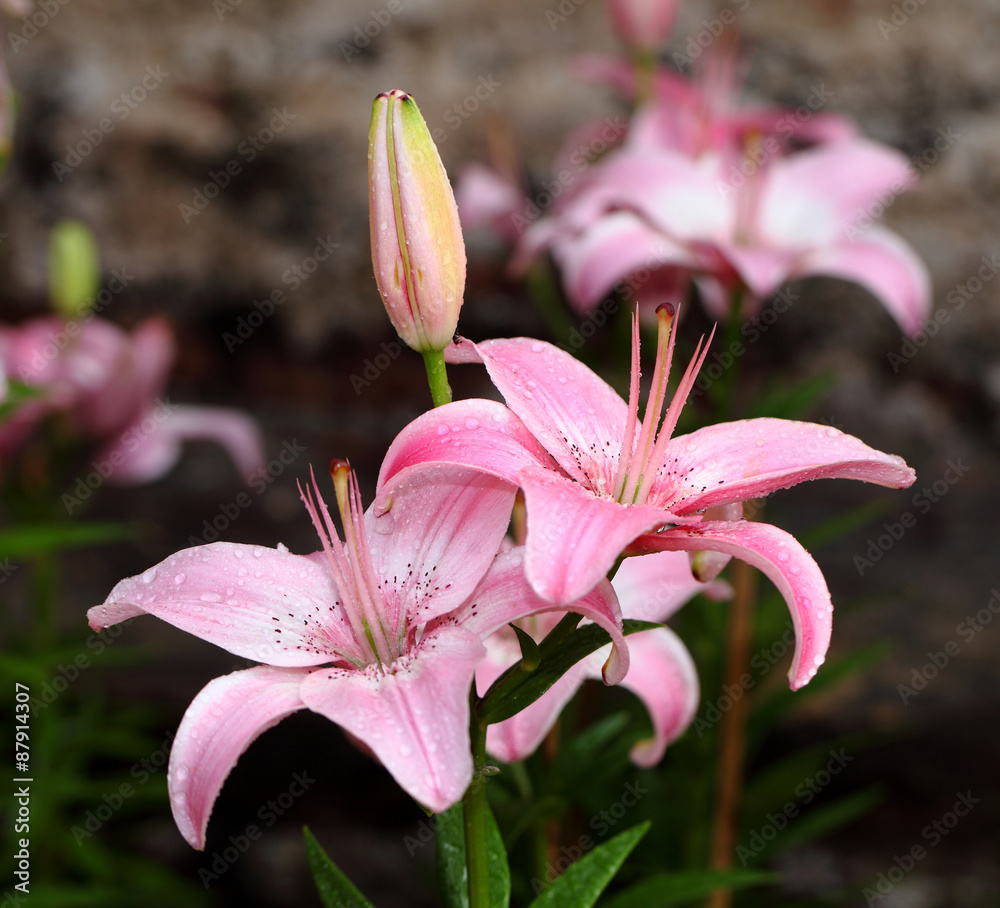 Fototapeta premium Colorful spring flowers lily