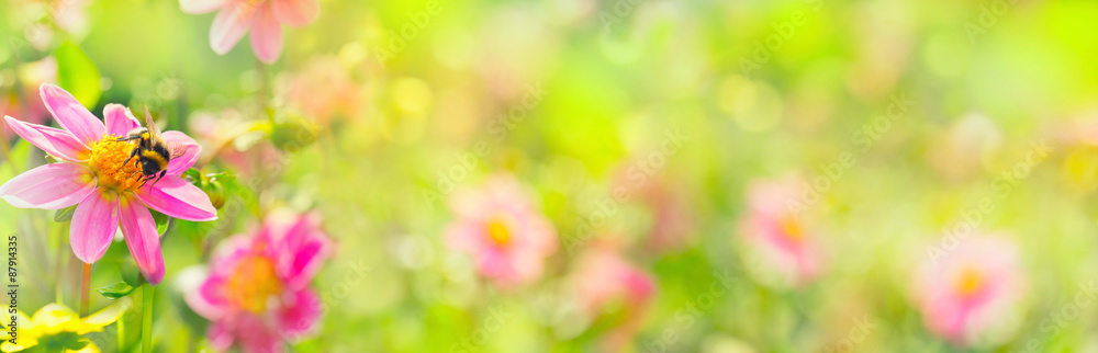 Banner  -  Garden with beautiful flowers and bumble bee
