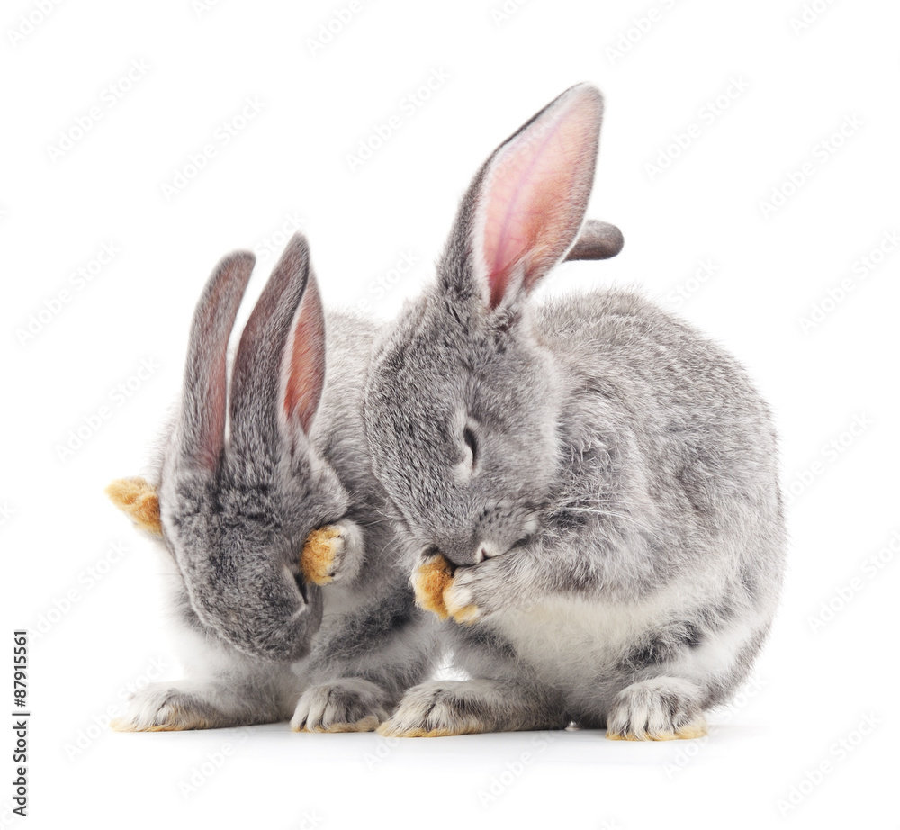 Obraz premium Baby rabbits.