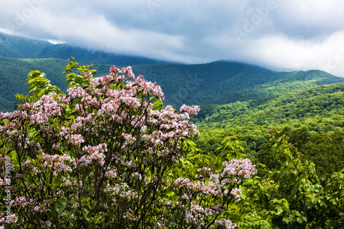 Fototapeta Naklejka Na Ścianę i Meble -  Smoky Mountains