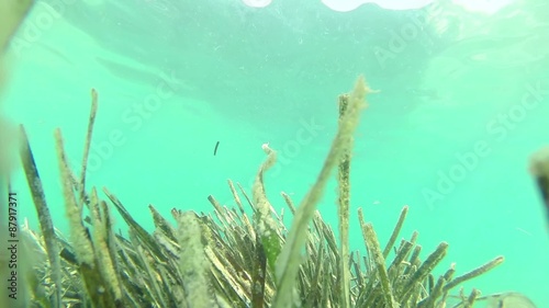 Eel grass sways in the currents. Seaweed Mediterranean underwater photo