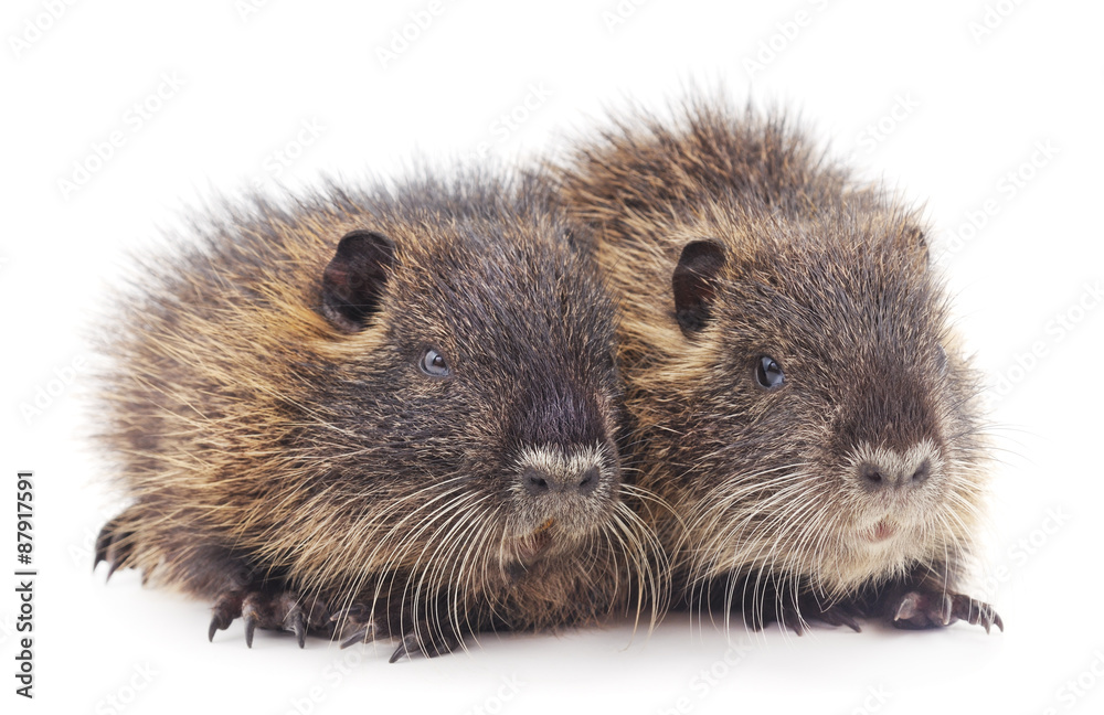 Baby nutria.