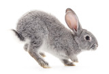 Baby rabbit.