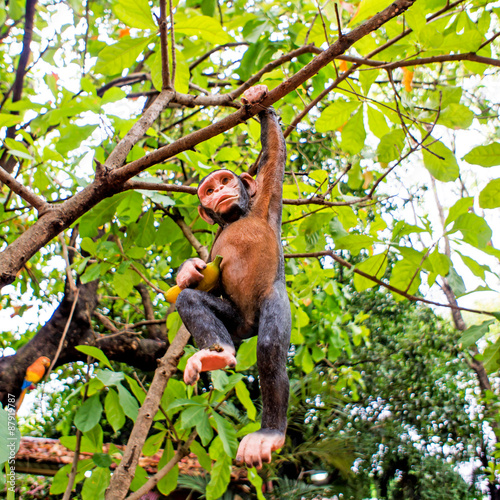 Monkey doll is holding on the tree