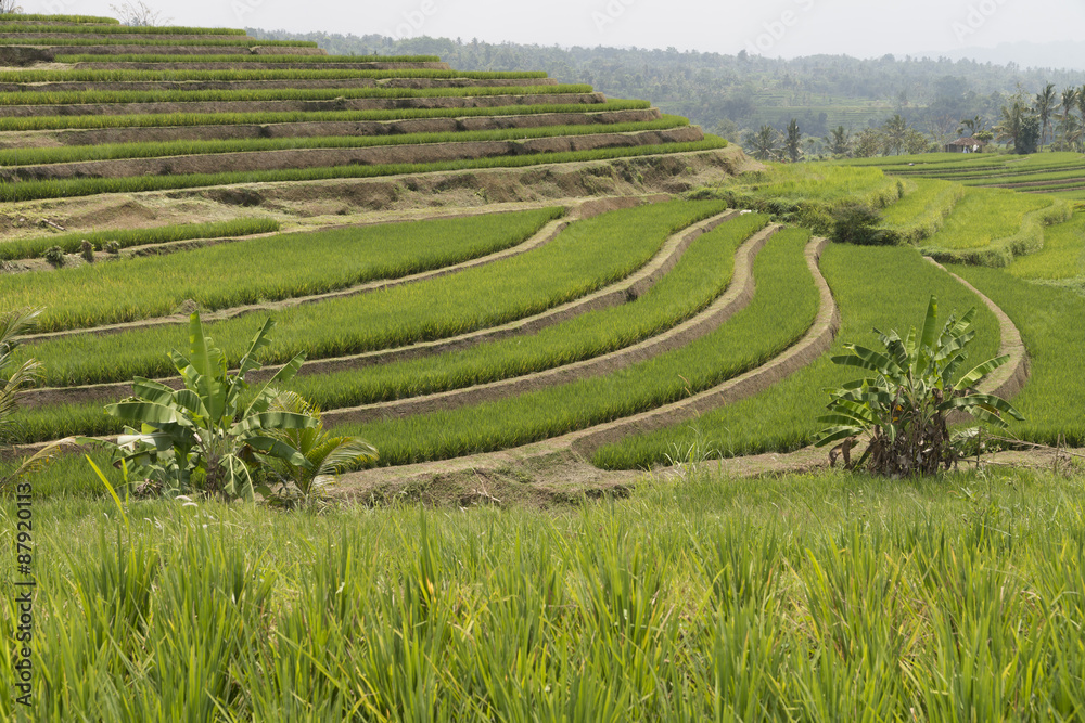 Reisanbau, Reisterrassen auf Bali