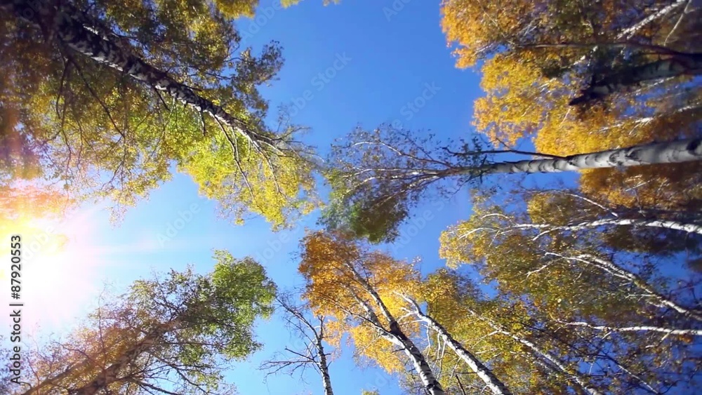 Sunlight. Forest Glade. The branches of the trees. Sunlight. Forest Glade. The branches of the trees.
