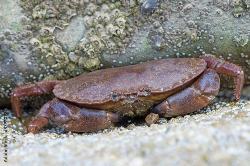 Brown Crab (Cancer Pagarus)/Brown Crab on a barnacle covered rock Brown Crab (Cancer Pagarus)/Brown Crab on a barnacle covered rock