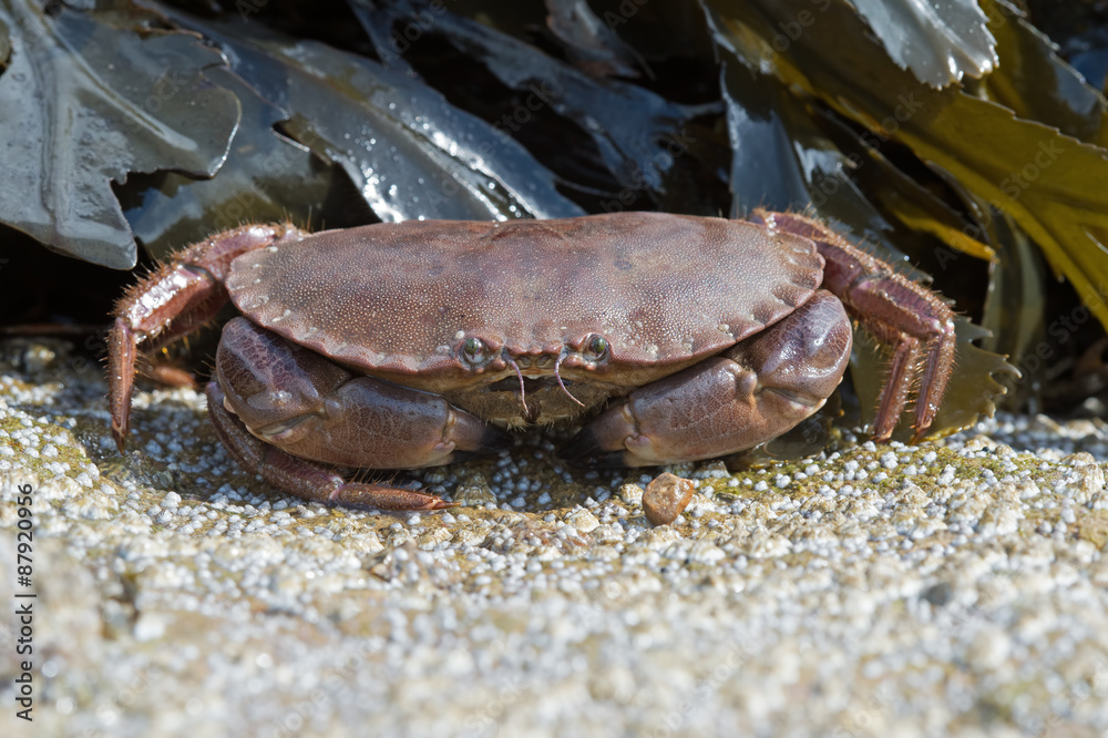 Brown Crab (Cancer Pagarus)/Brown Crab on a barnacle covered rock