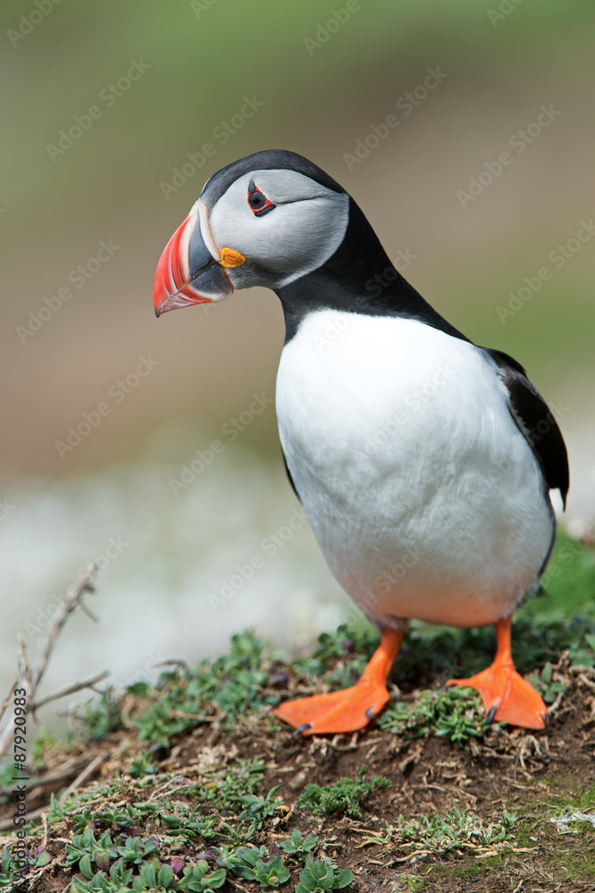 Atlantic Puffin (Alca Arctica)/Puffin amongst the ground cover of The Wick on Skomer Island Atlantic Puffin (Alca Arctica)/Puffin amongst the ground cover of The Wick on Skomer Island
