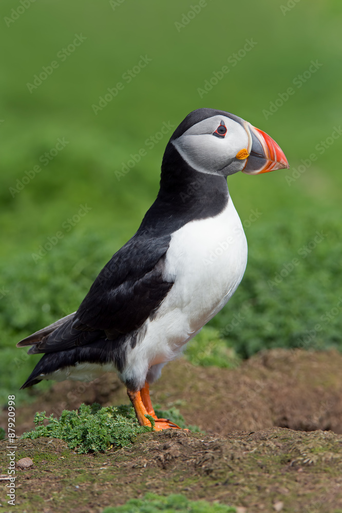 Naklejka premium Atlantic Puffin (Alca Arctica)/Puffin amongst the ground cover of The Wick on Skomer Island