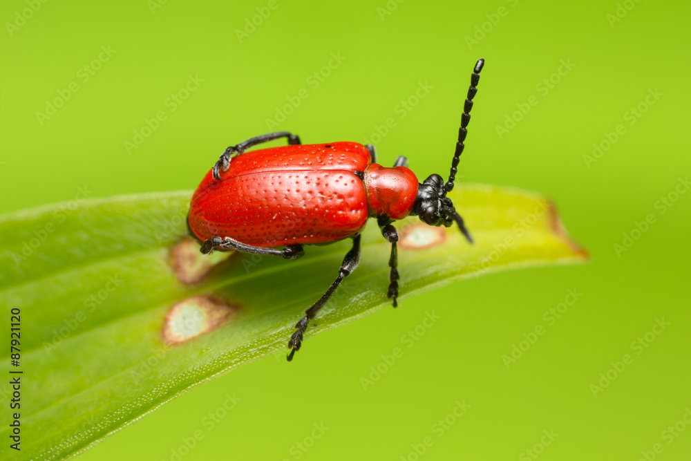 Scarlet lily beetle, Lilioceris lilii on damaged leaf Scarlet lily beetle, Lilioceris lilii on damaged leaf