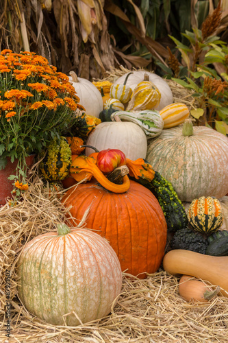 Pumpkins squash and gourds
