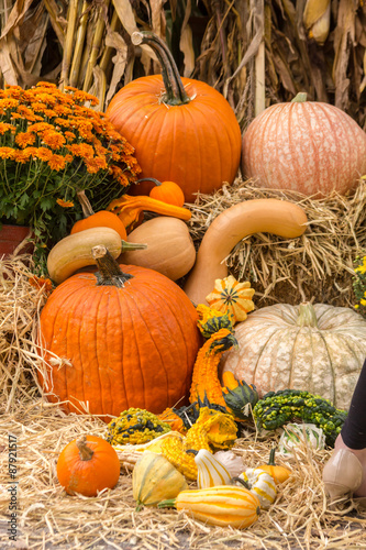 Pumpkins squash and gourds