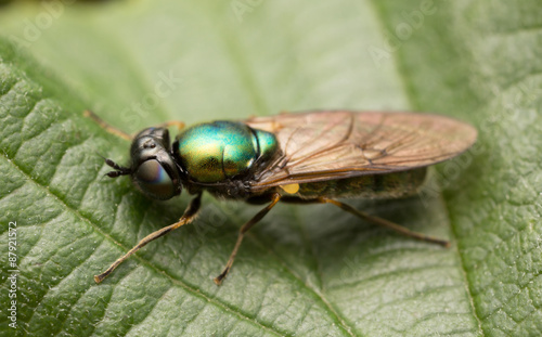 Solider fly, Chloromyia formosa on leaf