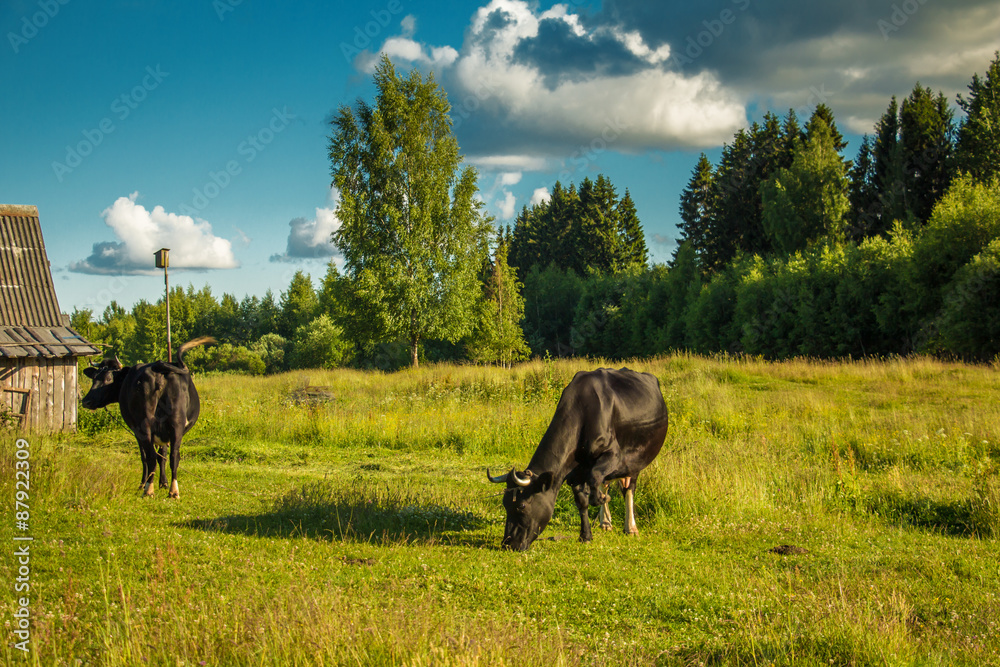 Cows grazing on a green meadow. Cows grazing on a green meadow.