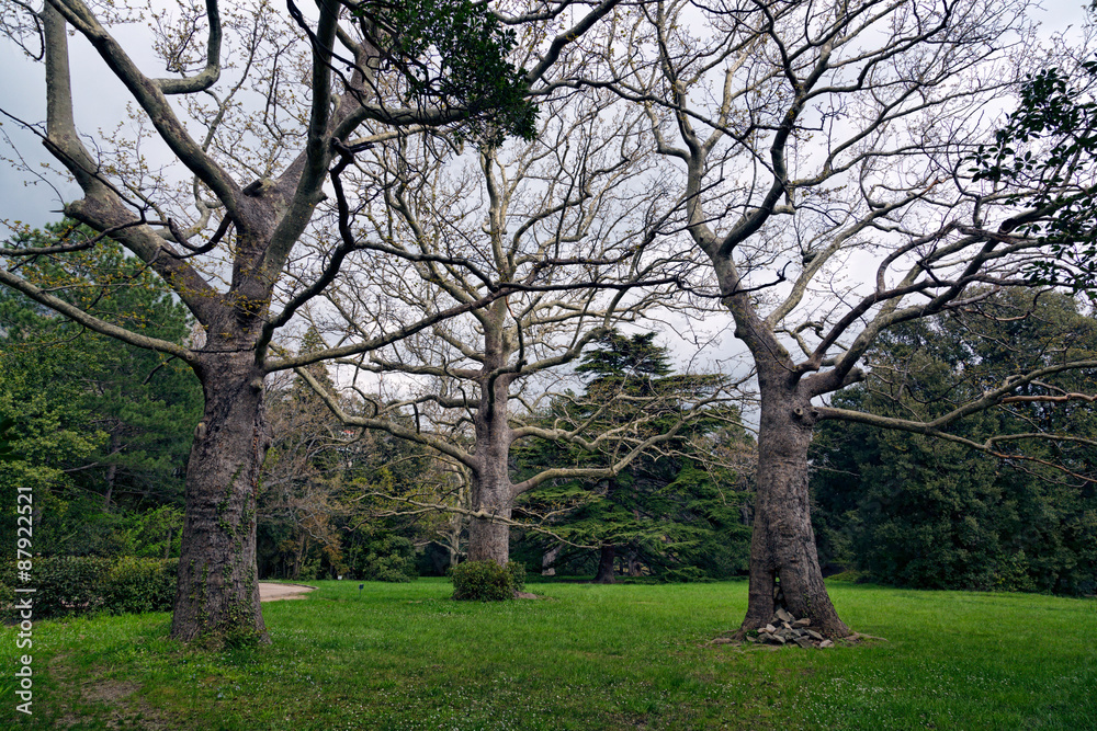 Fototapeta premium Three big old tree in the meadow.