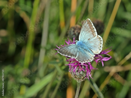 Silbergrüner Bläuling (Polyommatus coridon) auf Skabiosen-Flockenblume (Centaurea scabiosa) photo