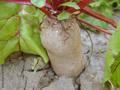 beets