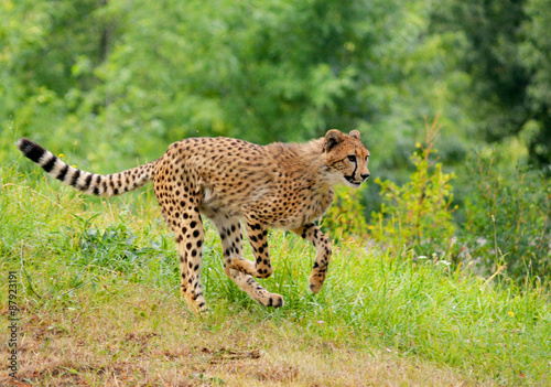 A powerful and beautiful cheetah runs towards its goal. Stock photo.