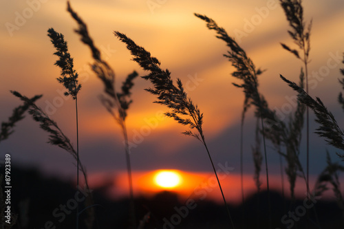Wild flowers - perennial grass against a red sunset