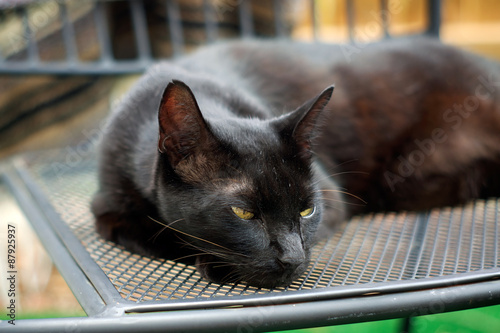 Foto sleepy Havana Brown Cat resting on chair