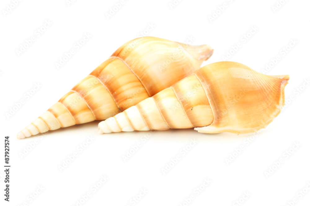 Sea shell isolated on white Sea shell isolated on white