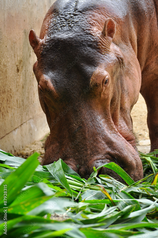 Hippopotamus eatting