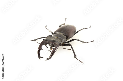 Stag-beetle © vav63
