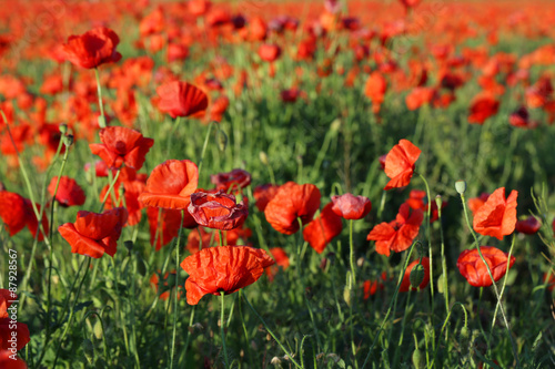 Red poppy flowers field  close up