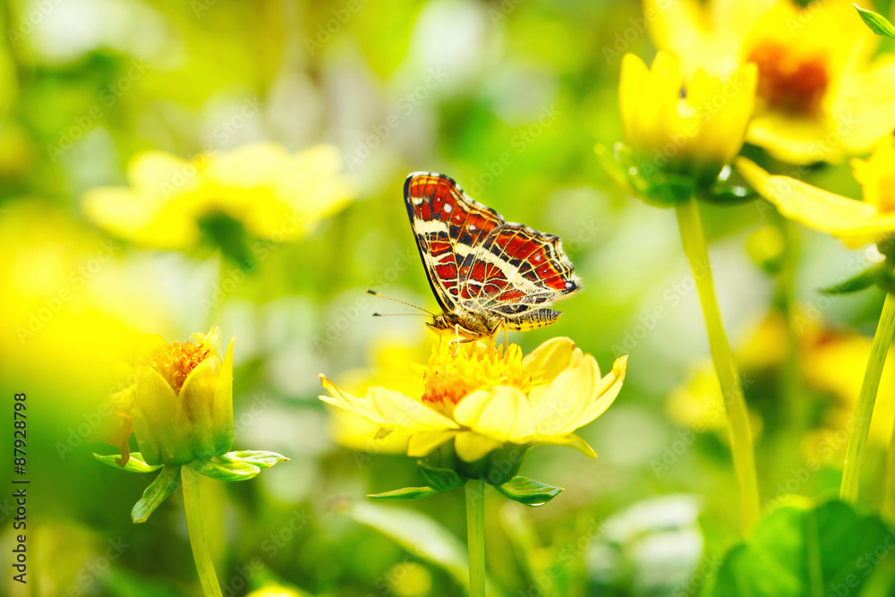 Schöner Schmetterling (Araschnia levana) auf gelber Blume - obrazy, fototapety, plakaty 