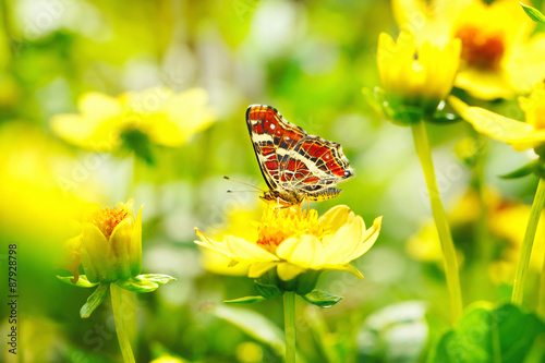 Schöner Schmetterling (Araschnia levana) auf gelber Blume #87928798