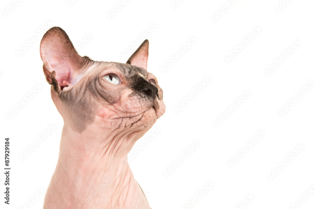 Cute sphinx cat looking up portrait isolated at a white background