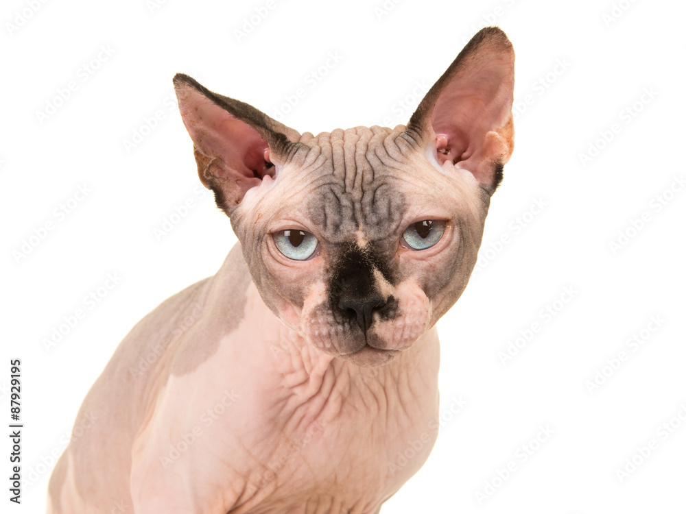 Portrait of a cranky looking sphinx cat with blue eyes