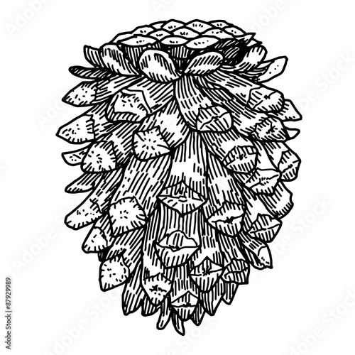 Pine cone