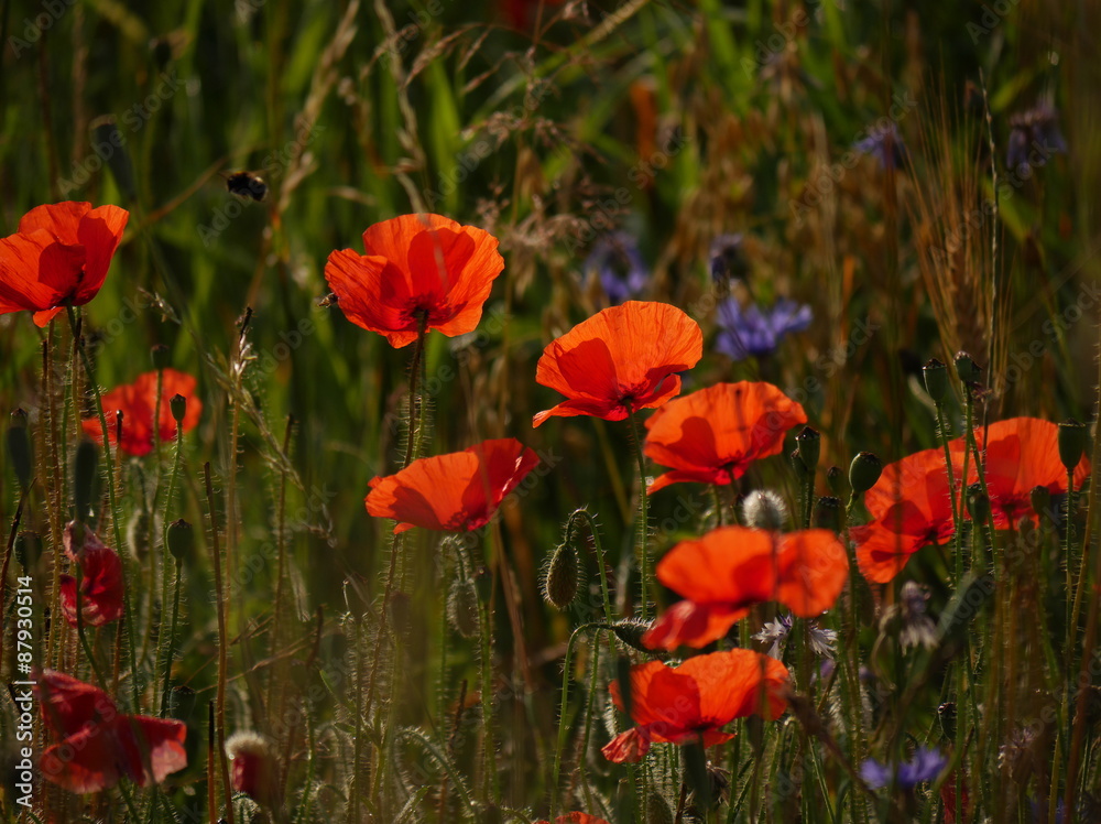 Obraz premium Mohnblumen im Sommer
