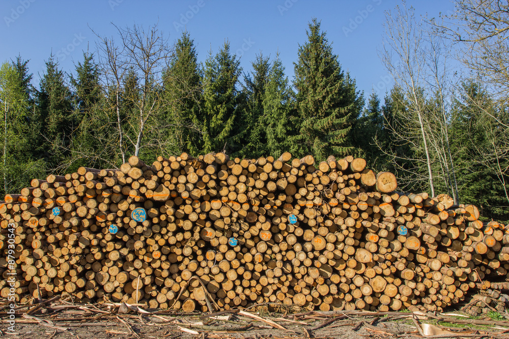 Holzbewirtschaftung im Wald