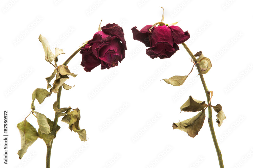 Dried Red Rose Stock Photo Adobe Stock