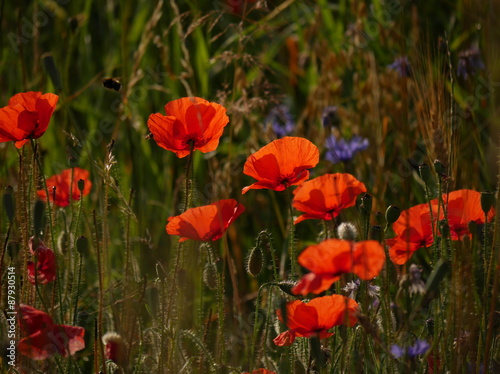 Mohnblumen im Sommer