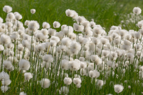 Cotton grass  Eri  phorum 