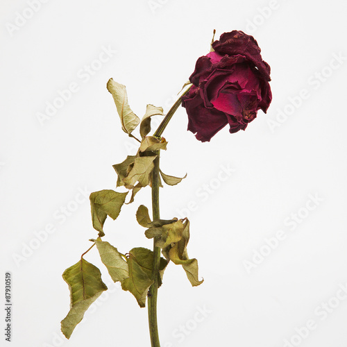 Dried Red Rose #87930519