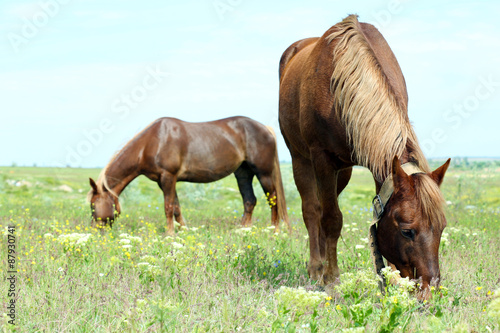 Two beautiful horses grazing on meadow