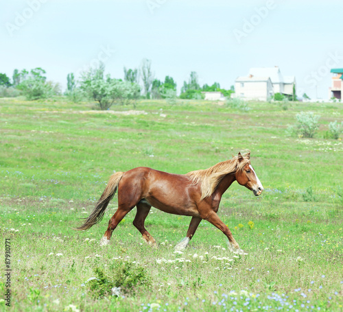 Beautiful brown horse grazing on meadow