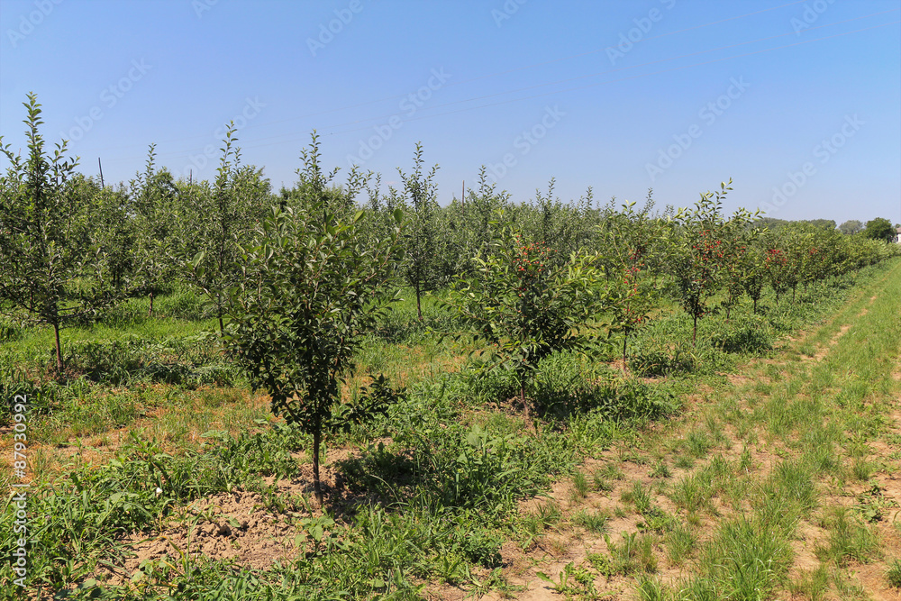 fruit orchard