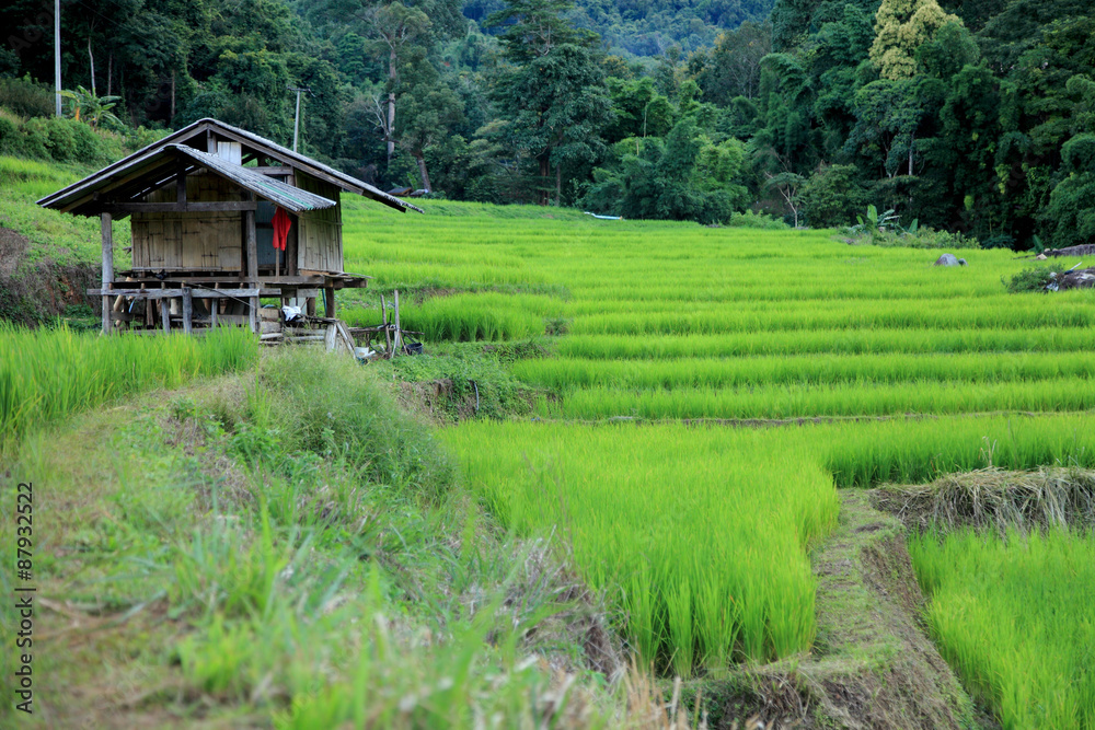 Rice terrace in Asia