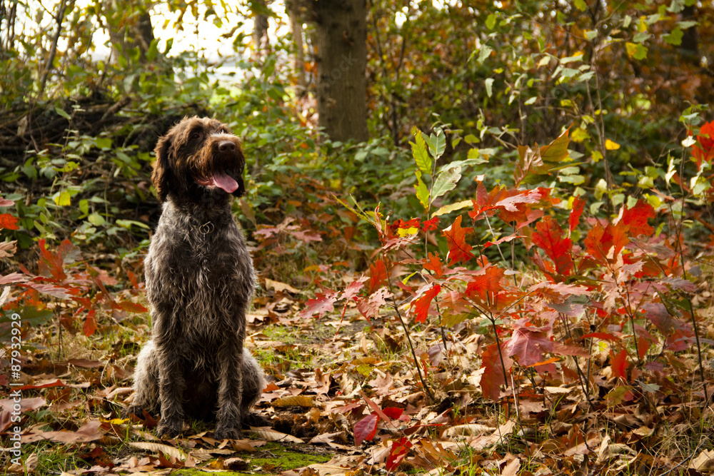 Korthals Griffon or Wirehaired Pointing Griffon sitting in an autumn landscape