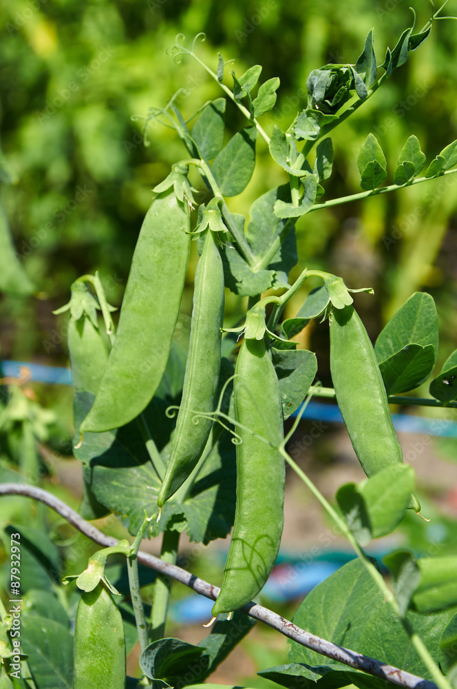 bush of pea with several pods bush of pea with several pods
