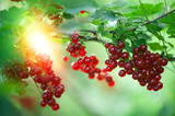 Berries red currants in the garden on sunny background