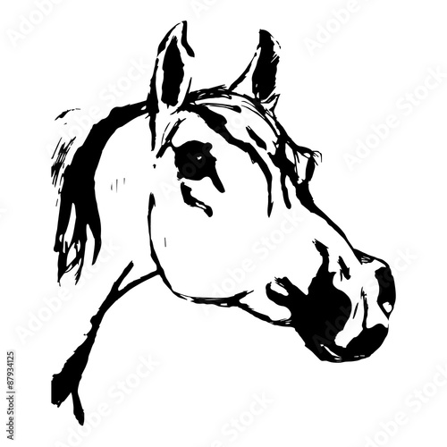 Arabian horse, horse (Arab, head). Drawing by hand.